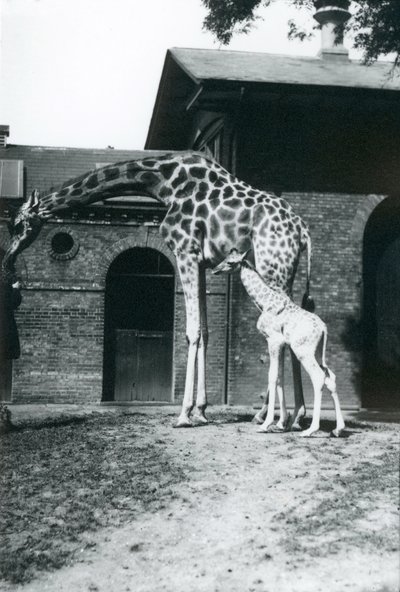 Giraffe with 3 Day Old Baby and Keeper at London Zoo, 1914 by Frederick William Bond